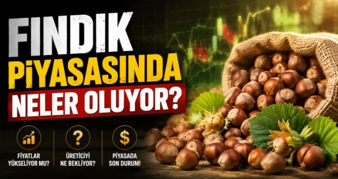 Fındık Piyasasında Neler Oluyor