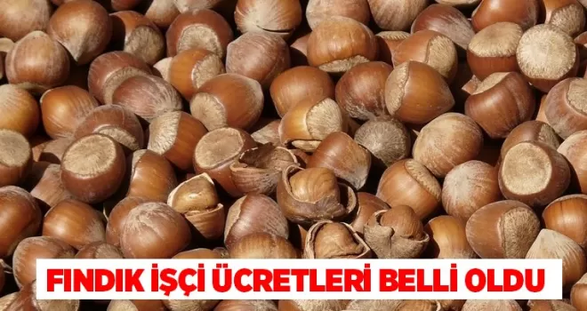 Fındık toplama işçi ücretleri belli oldu!