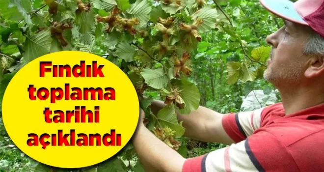 Fındık toplama tarihi açıklandı, fiyatı açıklanmadı