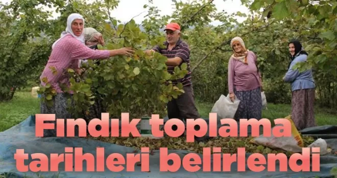 Fındık toplama tarihleri belirlendi