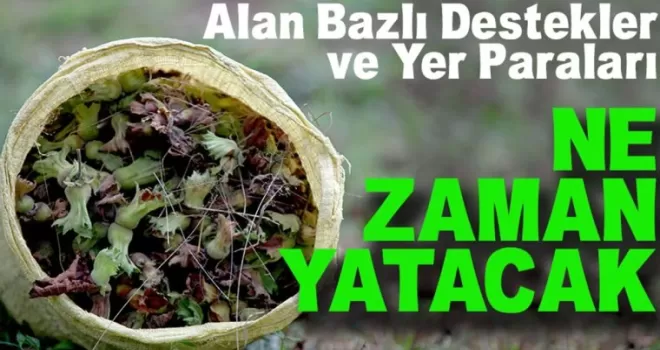 Fındık Üreticileri Tarım ve Orman Bakanlığı’ndan Destek Ödemelerini Bekliyor