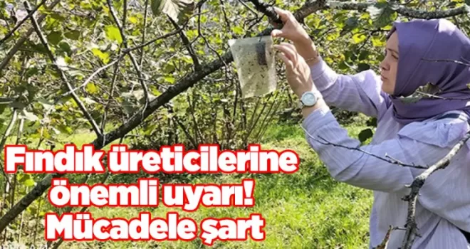 Fındık üreticilerine önemli uyarı! Mücadele şart