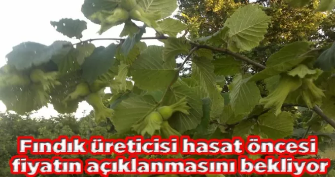 Fındık üreticisi hasat öncesi fiyatın açıklanmasını bekliyor