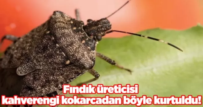 Fındık üreticisi kahverengi kokarcadan böyle kurtuldu! 