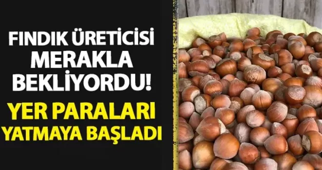 Fındık üreticisi merakla bekliyordu! Yer paraları yatmaya başladı