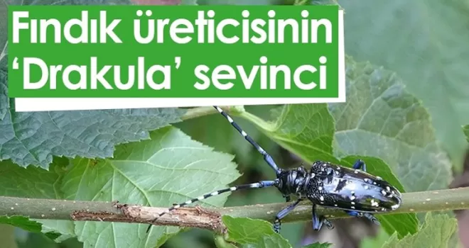 Fındık üreticisinin ‘Drakula’ sevinci