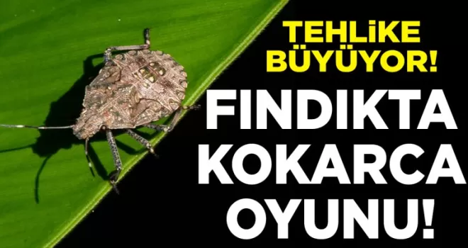 Fındıkta Kahverengi Kokarca Oyunu...