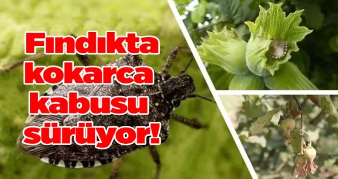 Fındıkta kokarca kabusu sürüyor!
