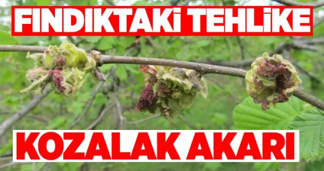 Fındıkta kozalak akarı tehlikesi