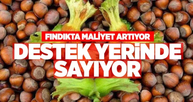 Fındıkta maliyet artıyor, destek yerinde sayıyor!