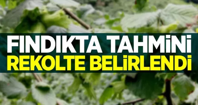 Fındıkta rekolte tahmini açıklandı