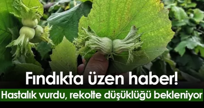 Fındıkta üzen haber! Hastalık vurdu, rekolte düşüklüğü bekleniyor