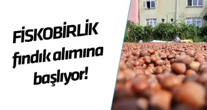 FİSKOBİRLİK fındık alımına başlıyor!