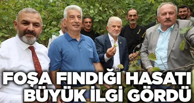FOŞA FINDIĞI HASATI BÜYÜK İLGİ GÖRDÜ