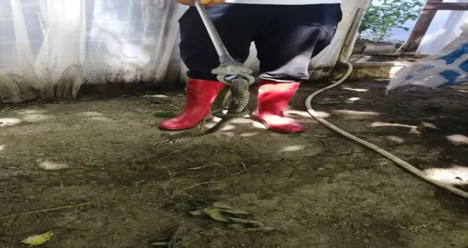 Gerede’de seraya giren yılan yakalandı