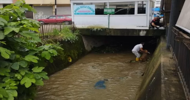 Giresun’da derede mahsur kalan köpek kurtarıldı