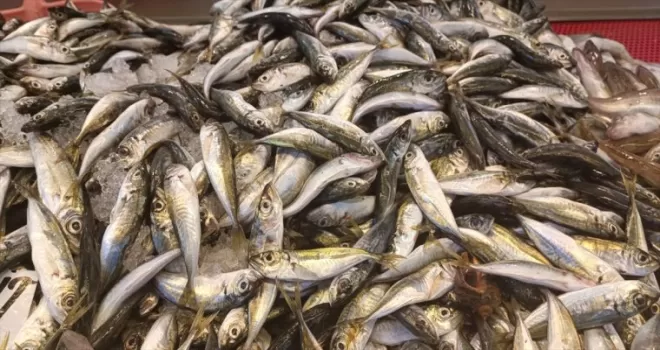 Giresun’da istavritin kilosu 35 liraya satılıyor