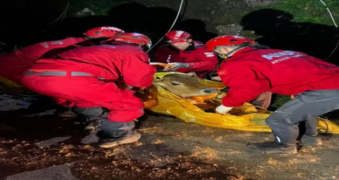 Giresun'da uçuruma düşen inek kurtarıldı