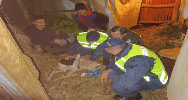 Giresun’da yaralı karaca koruma altına alındı