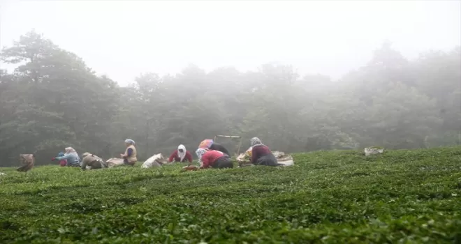 Giresun’da yeni sürgün çay hasadına başlandı