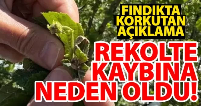 Giresun Ziraat Odası’ndan korkutan açıklama! “Rekolte kaybına neden oldu”