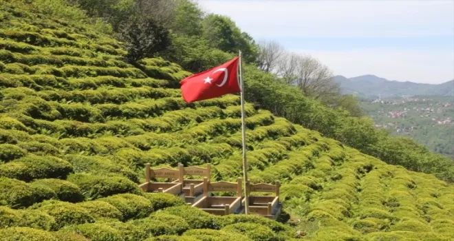 Güce’de şehit mezarlarında düzenleme çalışması yapıldı