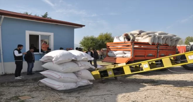 Gümüşhacıköy’de haşhaş kapsülü alımı başladı