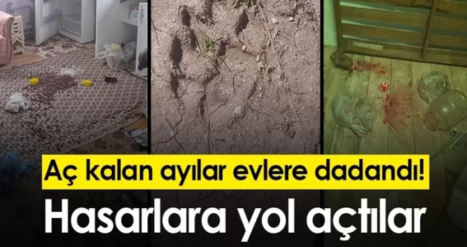 Gümüşhane’de aç kalan ayılar evlere dadandı! Hasarlara yol açtılar