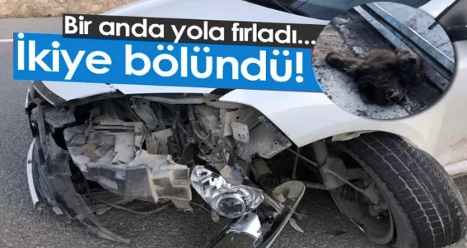 Gümüşhane Trabzon yolunda otomobil ayıya çarptı