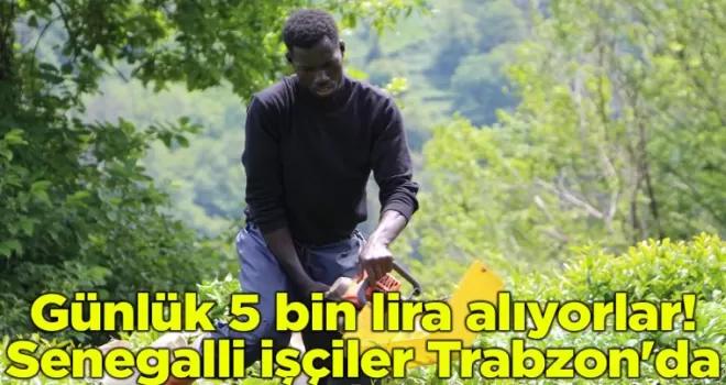 Günlük 5 bin lira alıyorlar! Senegalli işçiler Trabzon’da