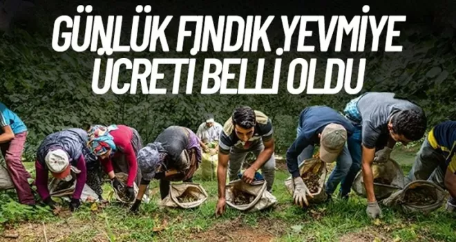 Günlük fındık yevmiyesi belli oldu