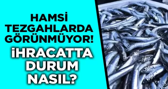 Hamsi tezgahlarda görünmüyor! İhracat pazarında boy gösteriyor