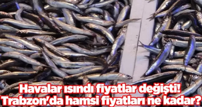 Havalar ısındı fiyatlar değişti! Trabzon’da hamsi fiyatları ne kadar?