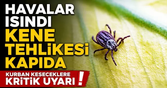 Havalar ısındı, kene tehlikesi yeniden kapıda