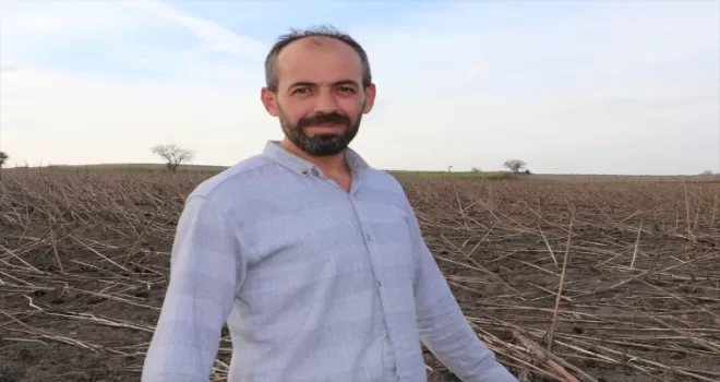 HAvza’da ayçiçeği sapları yakacak olarak kullanılıyor