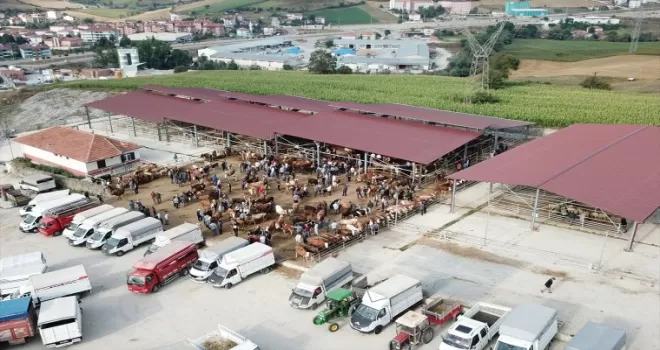 Havza’da canlı hayvan pazarı açıldı