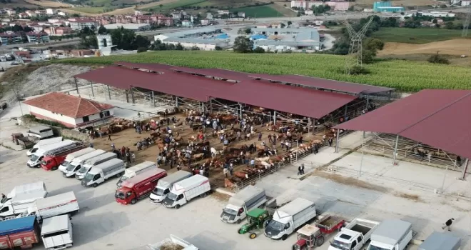 Havza’da canlı hayvan pazarı yeniden açılacak