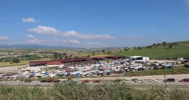 Havza’da kurbanlık pazarında hareketlilik arttı