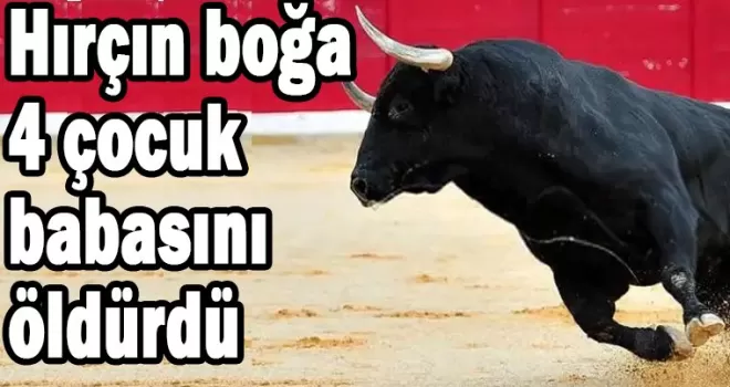 Hırçın boğa, hayvan otlatan 4 çocuk babasını öldürdü
