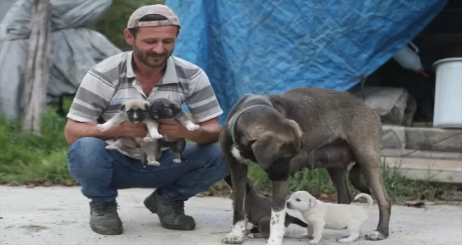 İnşaat ustasının sahiplendiği köpek, yavru kediye de annelik yapıyor