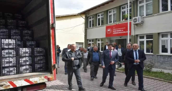 İskilip’te 130 çiftçiye 250 bin çilek fidesi dağıtıldı