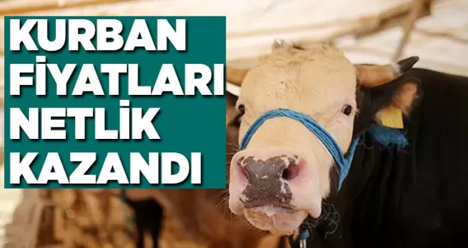 İşte bu sene kurbanlık fiyatları