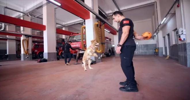 İtfaiyecilerin sahiplendiği köpek personelin yanından ayrılmıyor