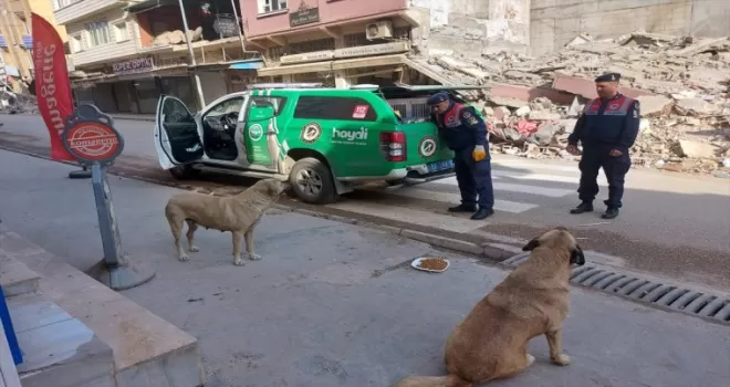 Jandarma ekiplerince deprem bölgesindeki hayvanlara mama desteği