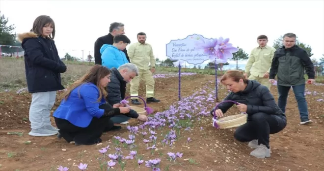 Karabük'te "6. Safran Festivali" sona erdi