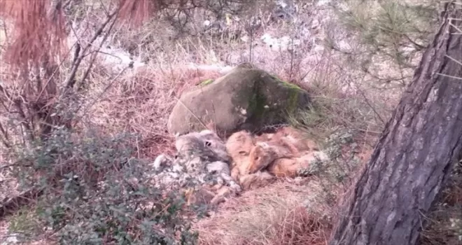 Karabük'te 7 köpeğin çöplükte ölü bulunmasına inceleme