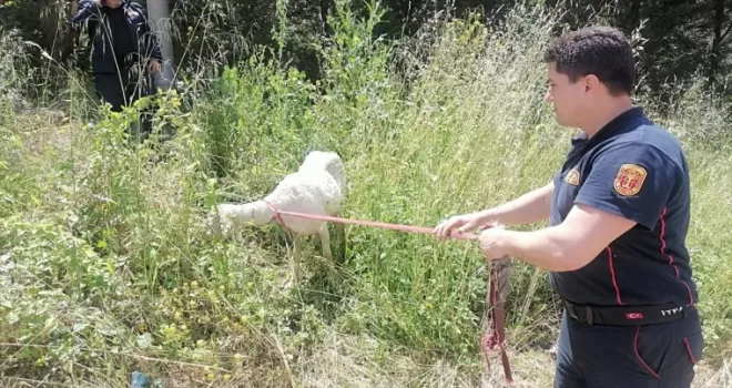 Karabük’te çay kenarında mahsur kalan koyun kurtarıldı