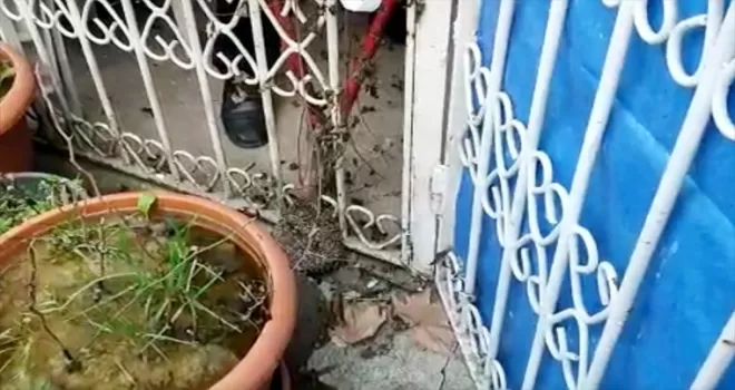 Karabük'te demir parmaklığa sıkışan kirpi kurtarıldı