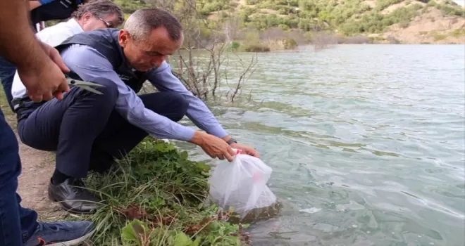 Karabük'te göl ve göletlere 20 bin sazan yavrusu bırakıldı