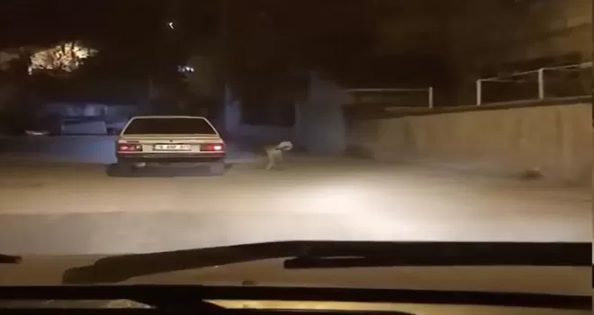 Karabük’te köpeği otomobile bağlayarak koşturan kişi için suç duyurusu